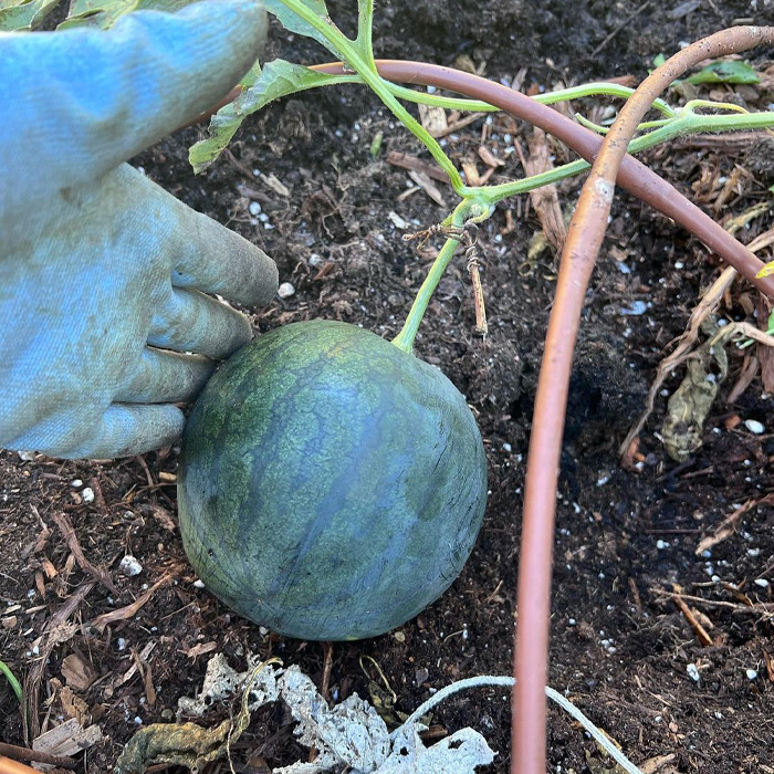A person wearing blue glove holding a green watermelon A person wearing blue glove holding a green watermelon