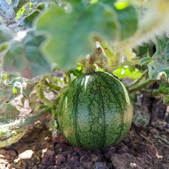 Green watermelon on the ground Green watermelon on the ground