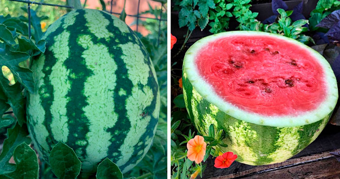 Watermelon cut in half Watermelon cut in half