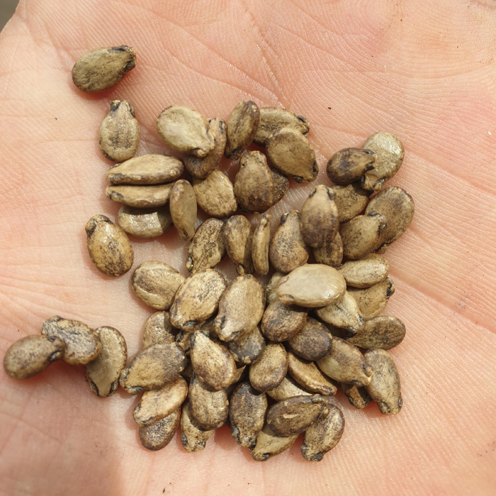 Person holding watermelon seeds Person holding watermelon seeds