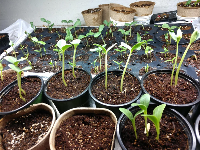 Watermelon sapling in the pots Watermelon sapling in the pots