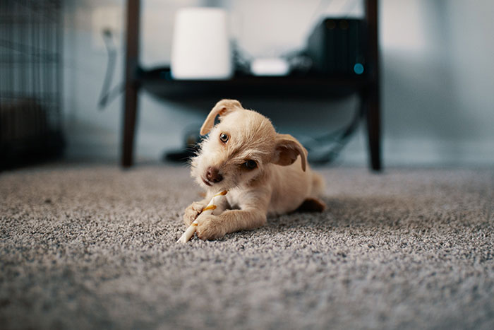 Puppy chewing a stick on carpet, related to introducing a puppy to an older dog.