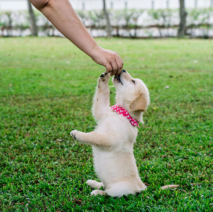 Puppy learning a new trick outside, wearing a pink bandana, in a grassy yard.