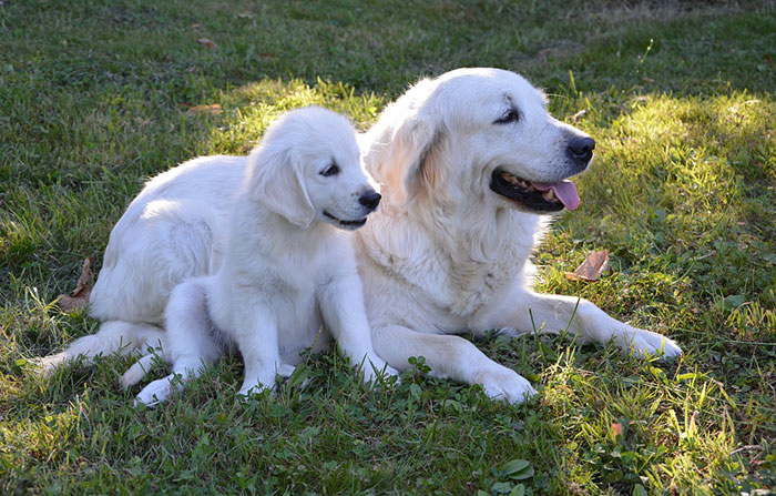 Puppy and older dog relaxing on grass, illustrating introduction tips.