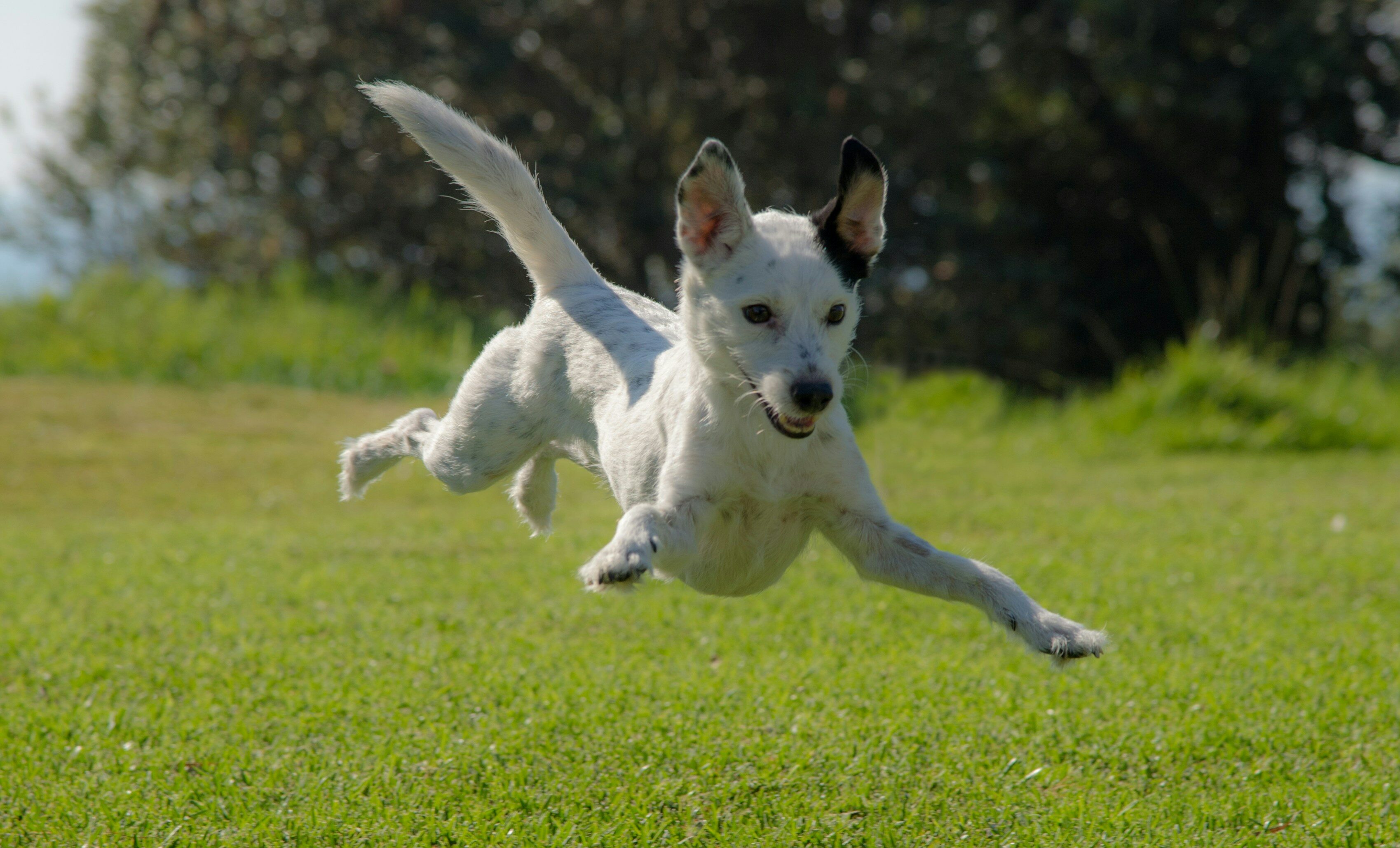 White dog trying to catch the shadow White dog trying to catch the shadow