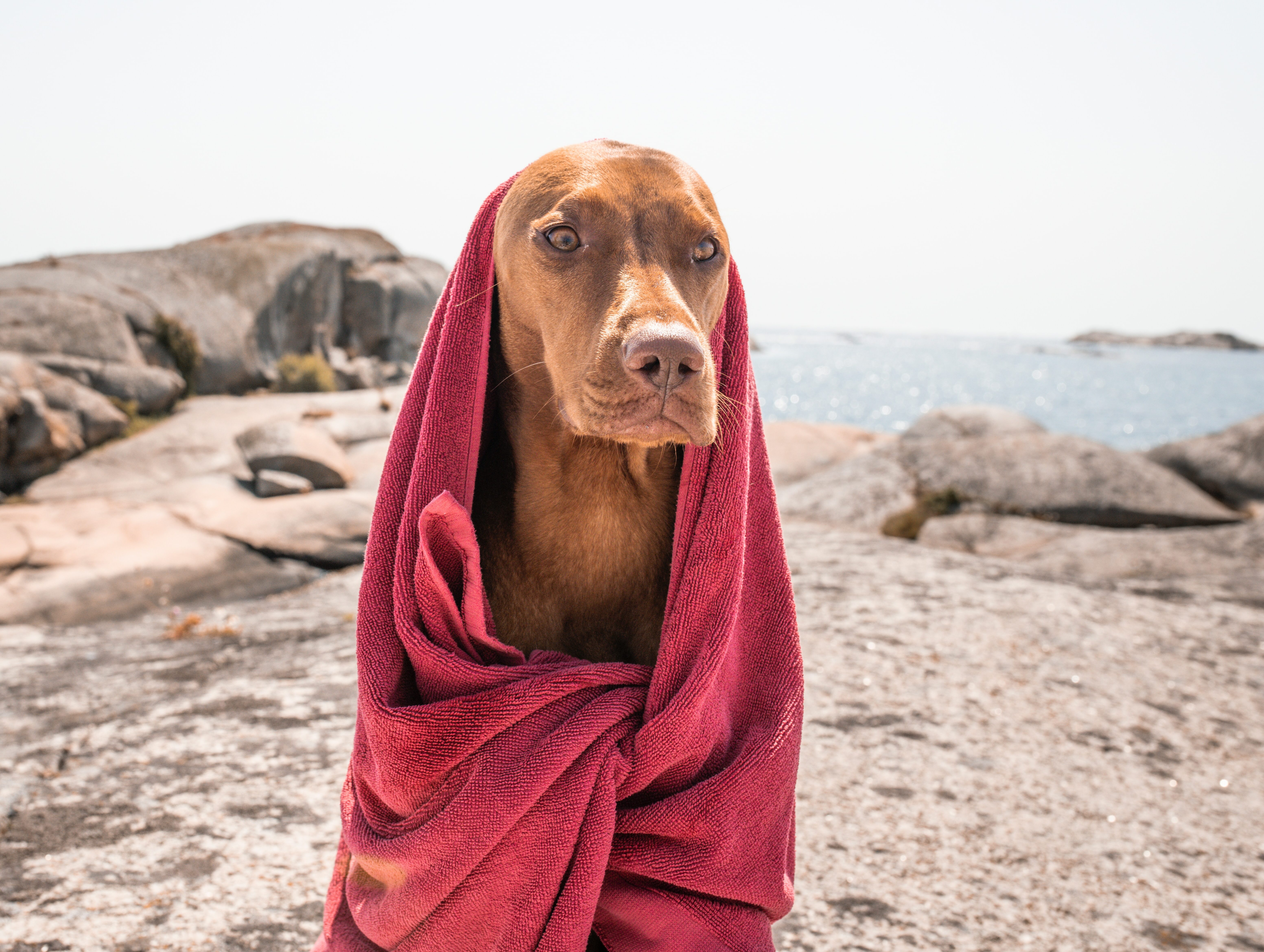 a dog wrapped in a blanket on a rocky beach a dog wrapped in a blanket on a rocky beach