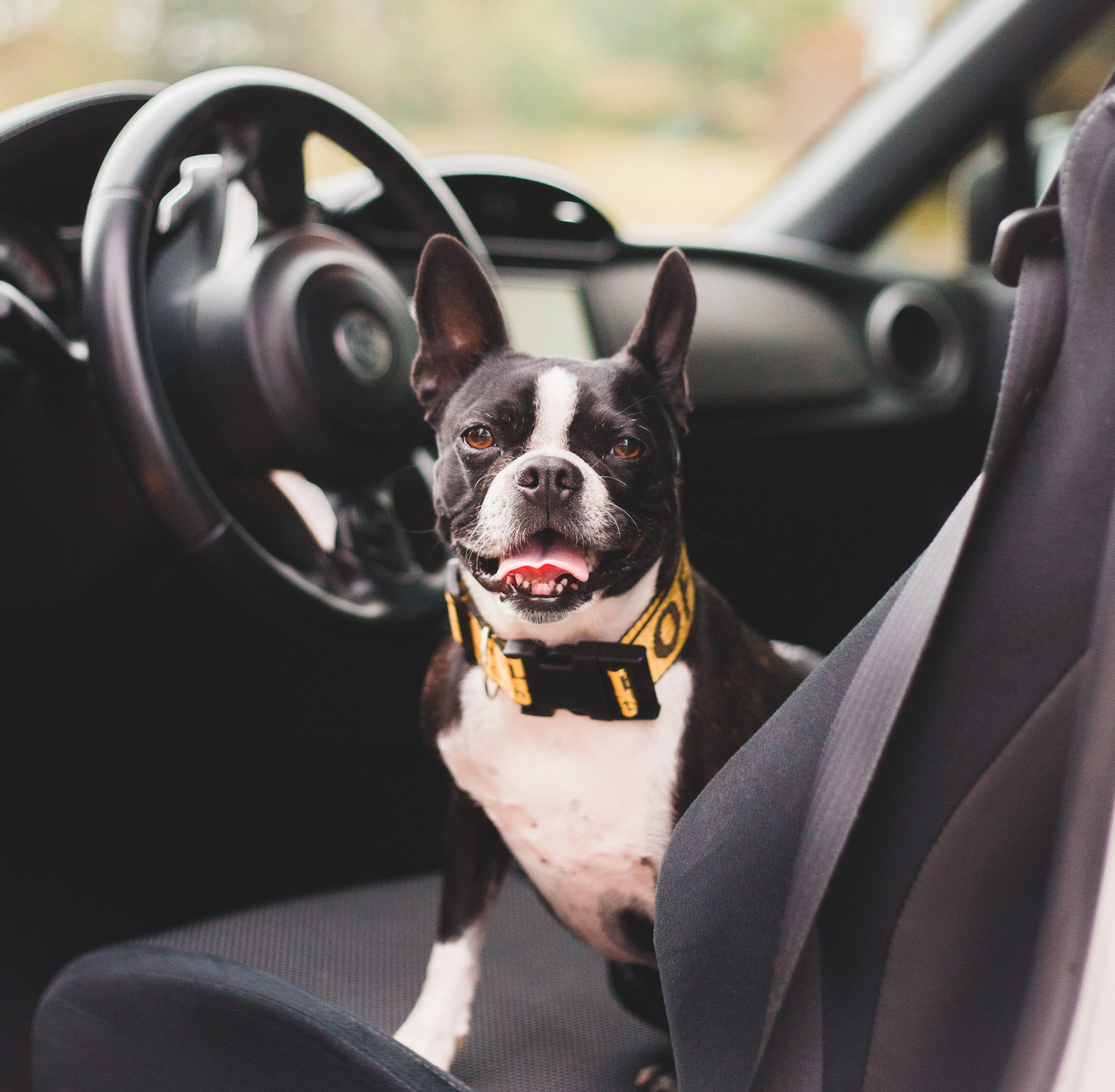 black and white short coated dog in car black and white short coated dog in car