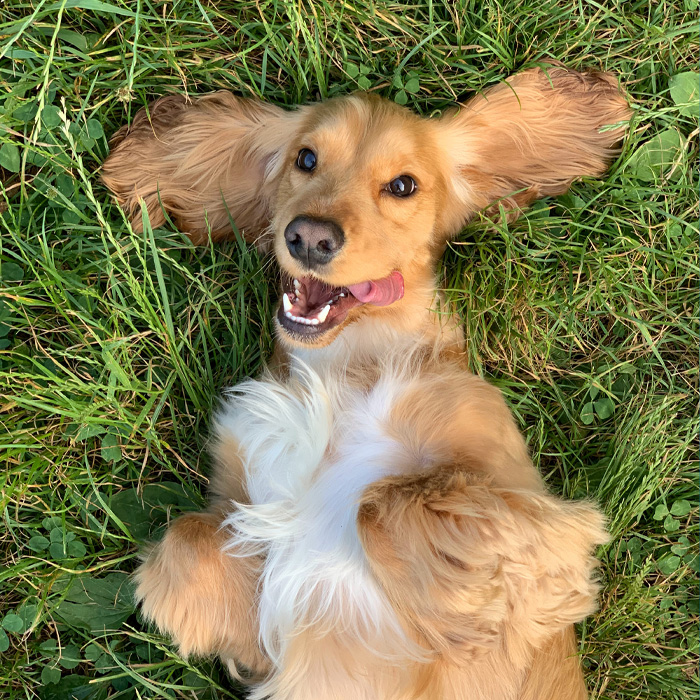 Golden retriever puppy playfully rolling on a green lawn, representing keeping dogs off your lawn strategies.