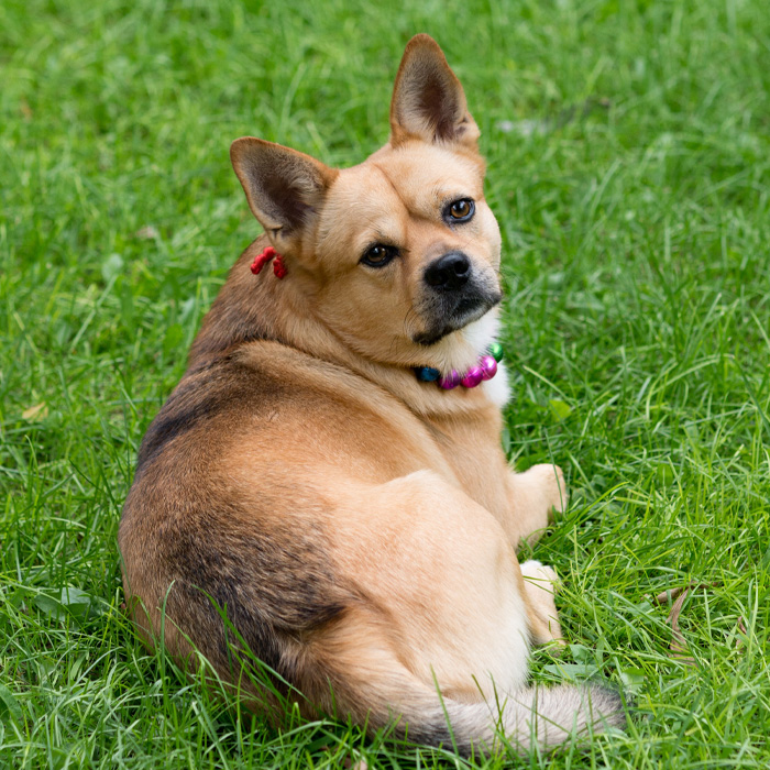 A dog lying on a green lawn with a questioning look.