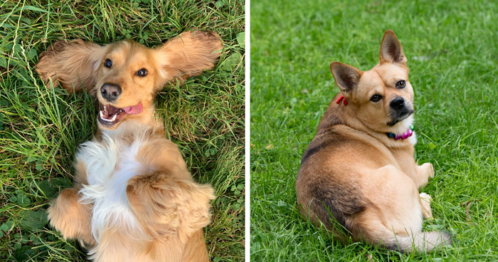 How to Keep Dogs off Your Lawn