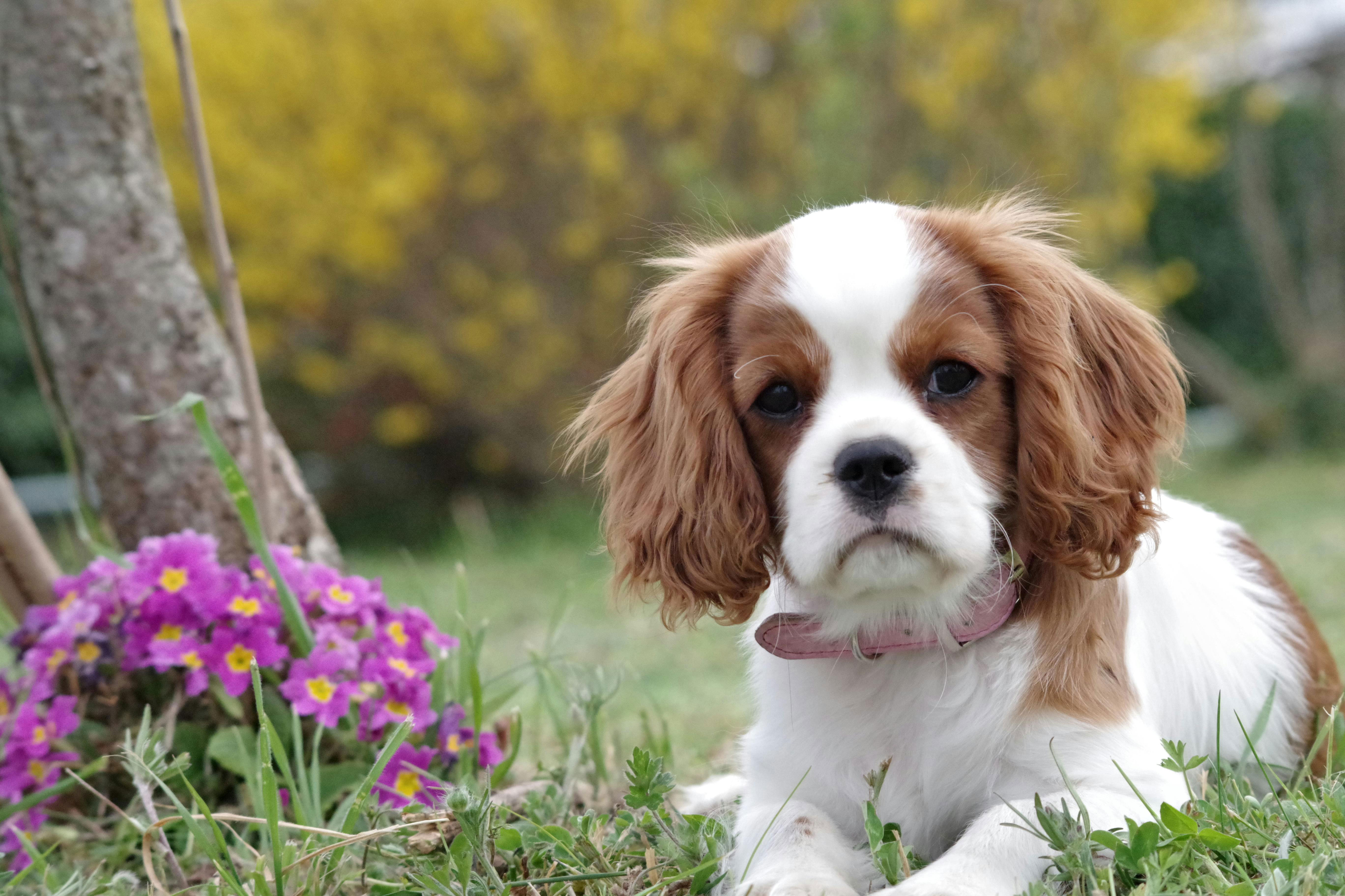 A small dog lying on grass in a garden near a tree and flowers.