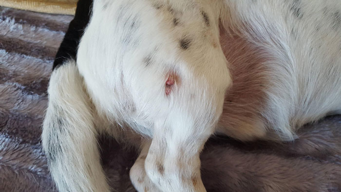 Dog with a skin tag on its hindquarters, showing the presence of a small, raised growth. Dog with a skin tag on its hindquarters, showing the presence of a small, raised growth.