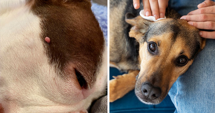 How to Remove Skin Tags on Dogs: All You Need to Know
