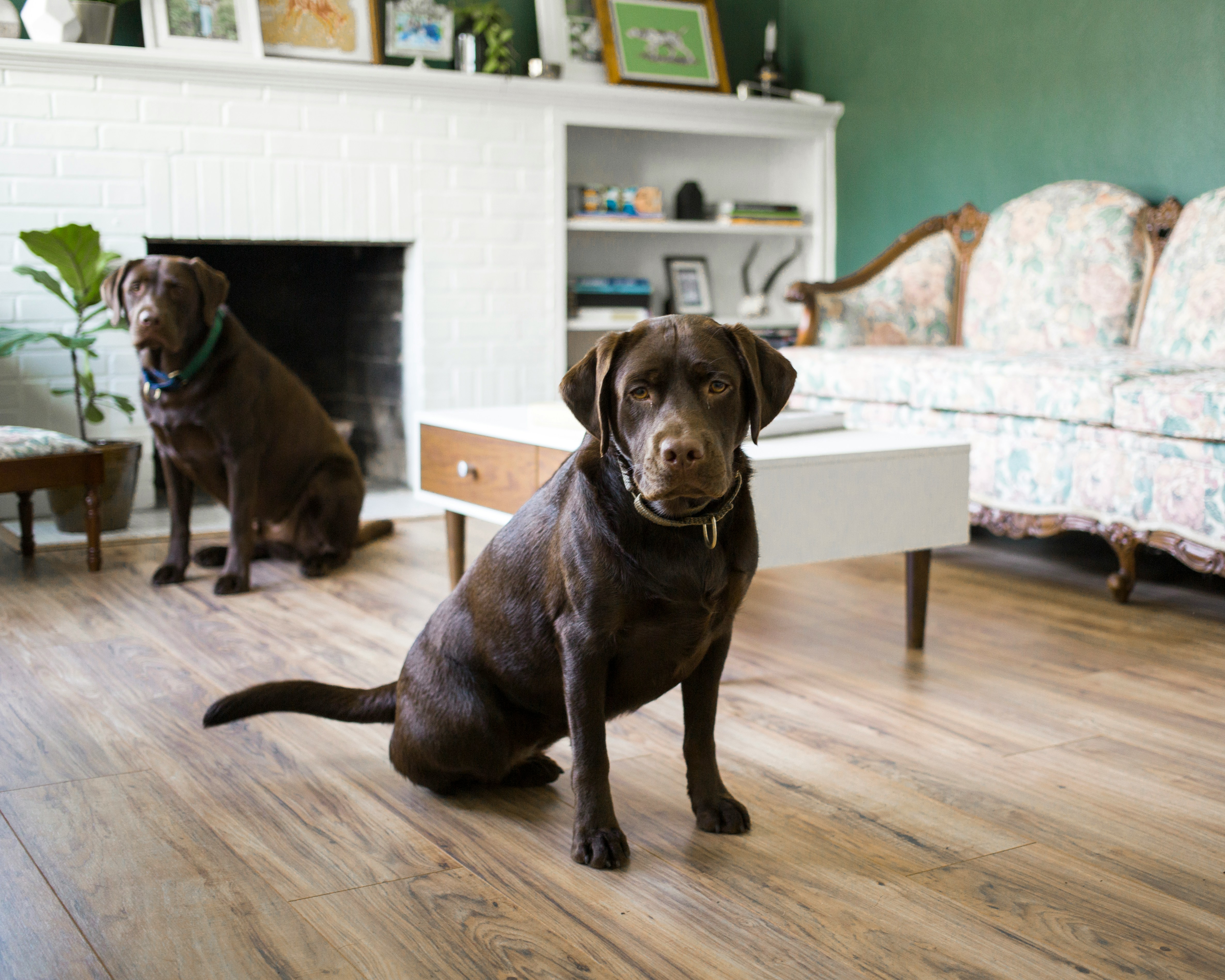 Two brown dogs in a living room, focusing on behavior to stop marking indoors.