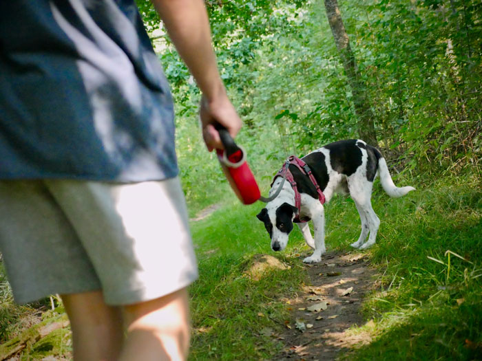 Person holding a dog leash on a woodland path, working on how to stop dog from barking at other dogs.