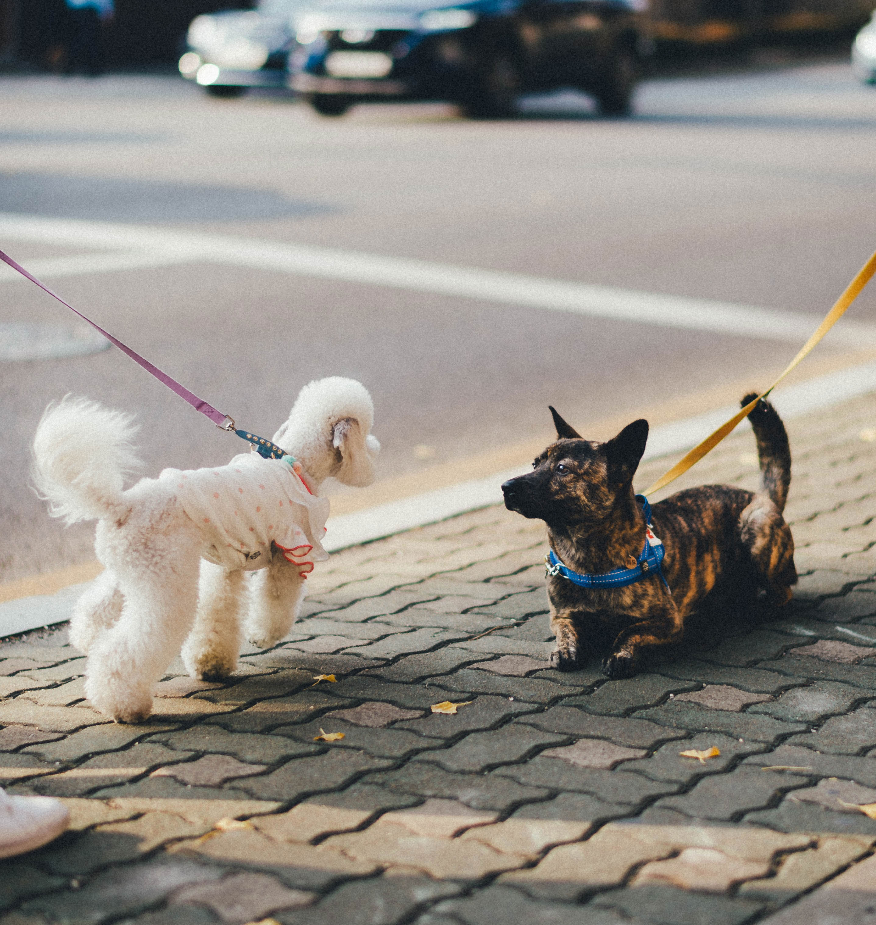 Two leashed dogs meeting on a sidewalk, a small poodle and a mixed breed.