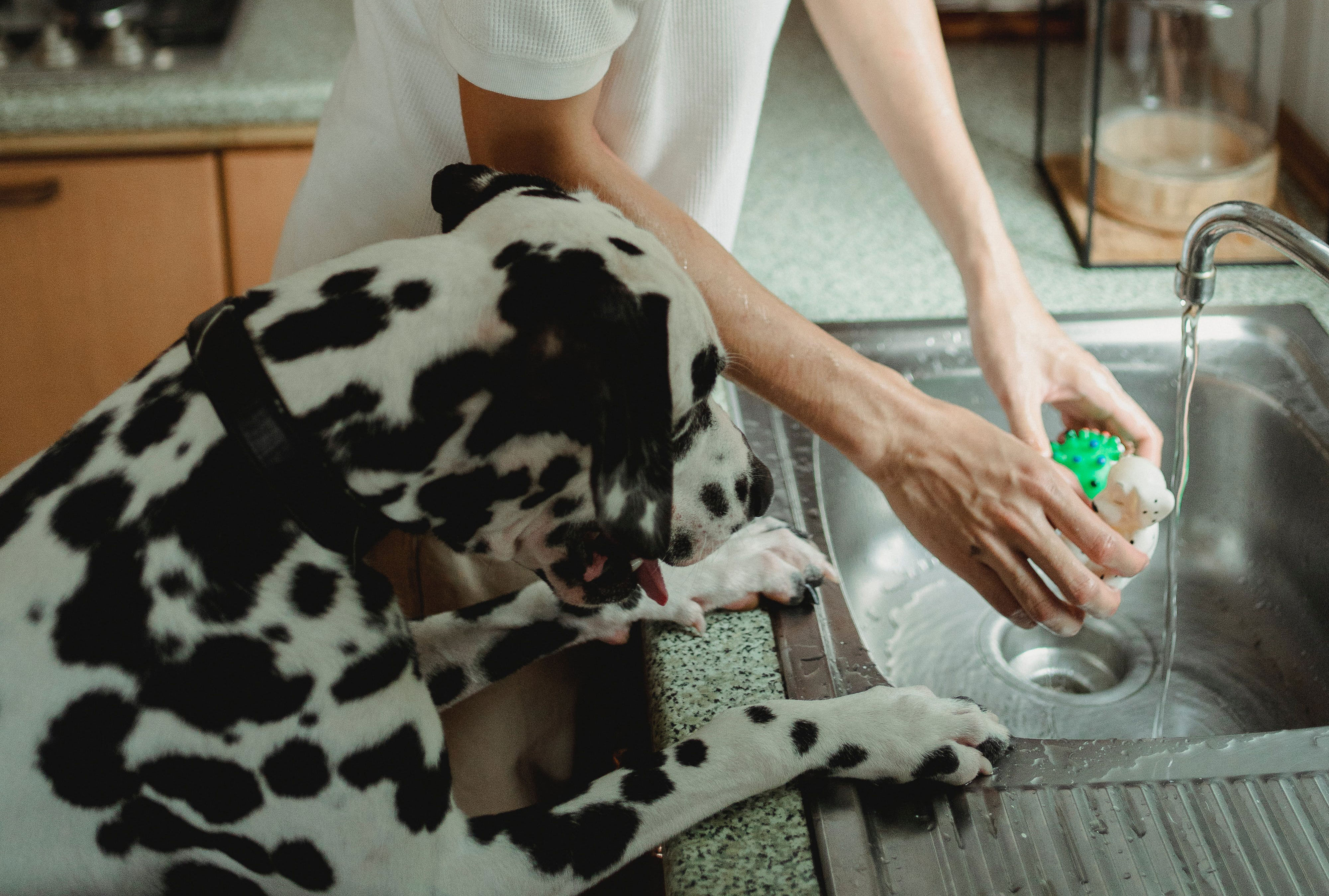 Person washing dog toys in a sink while a Dalmatian watches.