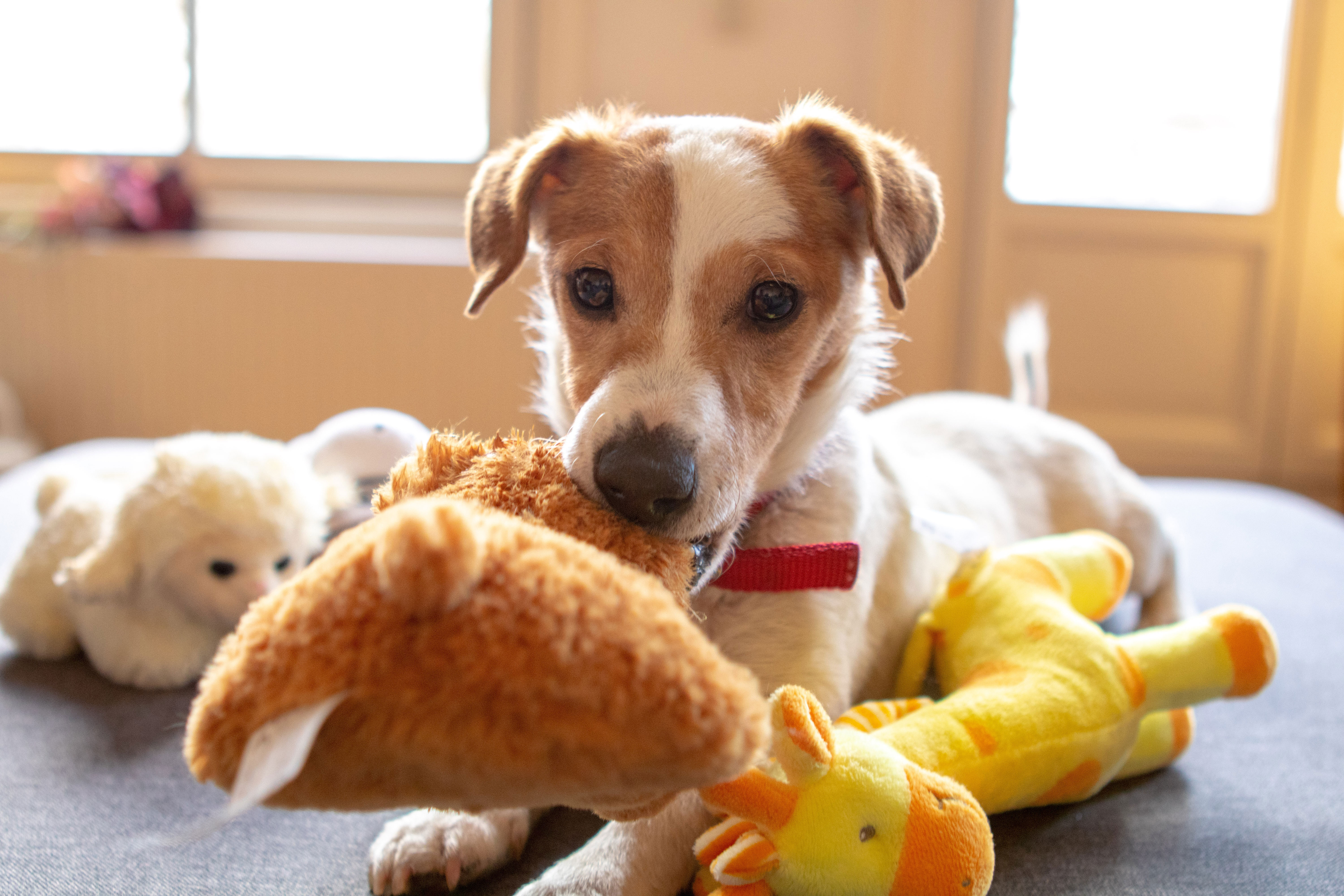 Dog with squeaky toy on the bed, surrounded by other colorful toys.