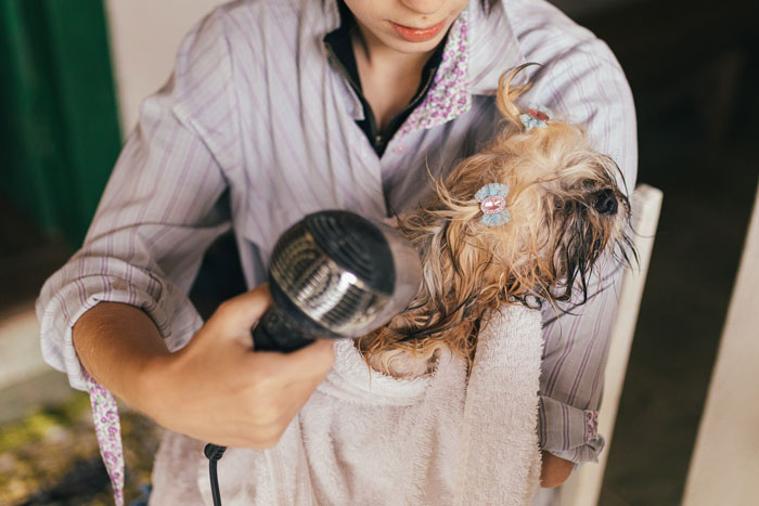 Person drying a small dog's face with a hairdryer after bathing, demonstrating dog grooming and tear stain care.