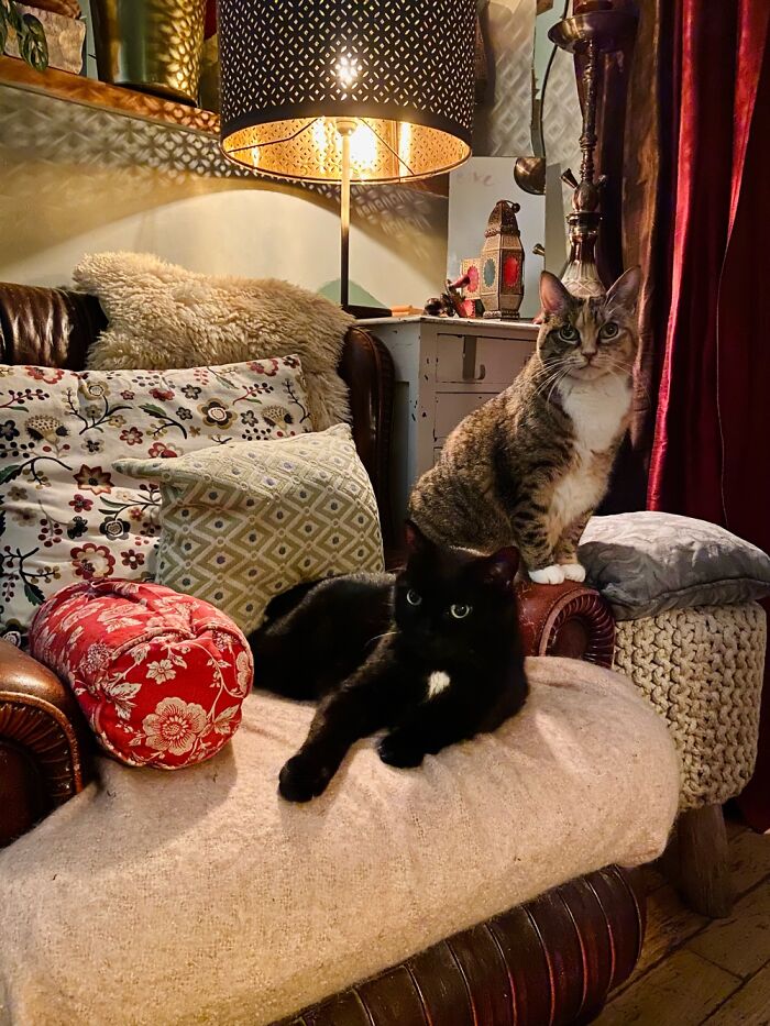 Louis & Tallulah, Though They Always Robbing My Reading Nook