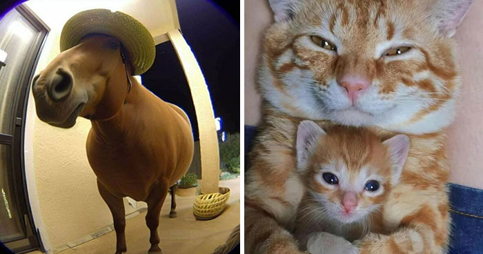 50 “Important Animal Images” That Deserve Your Attention, Shared On This Facebook Page (New Pics)