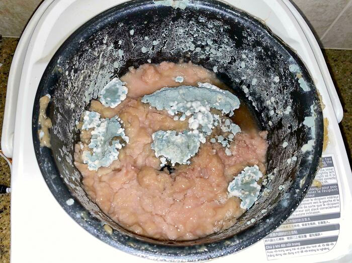 The Roommate's Rice Cooker Has Turned Into Brain-Like Tissue. He Refuses To Clean It And Leaves It On The Shared Kitchen Counter