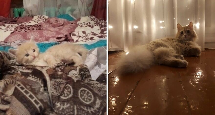 Wholesome Pics Of Kittens Growing Into Cats, As Shared On This “Cat Grows” Group (New Pics)