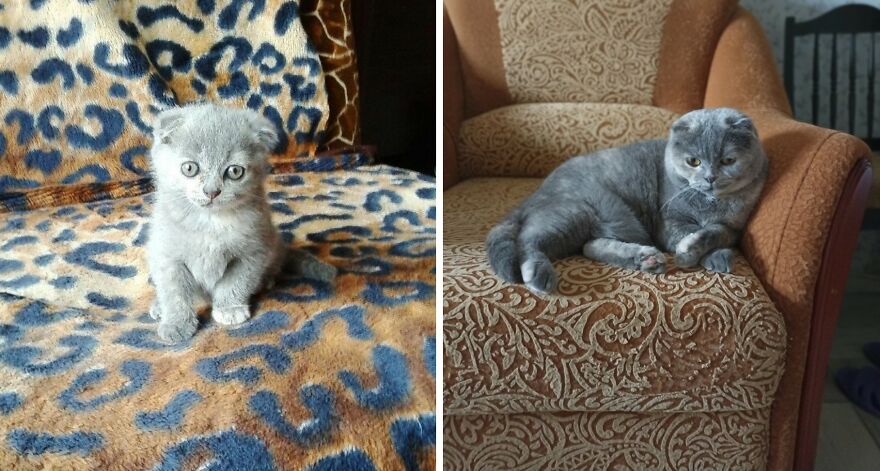 Wholesome Pics Of Kittens Growing Into Cats, As Shared On This “Cat Grows” Group (New Pics)