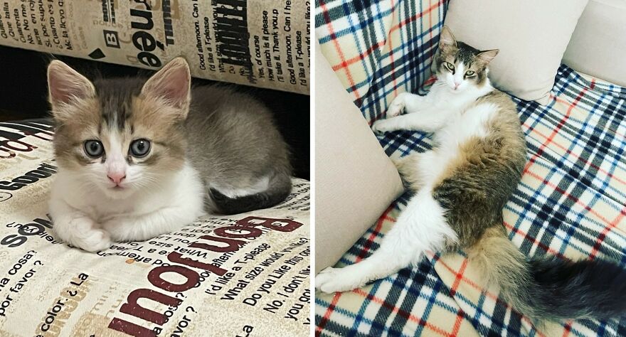 Wholesome Pics Of Kittens Growing Into Cats, As Shared On This “Cat Grows” Group (New Pics)