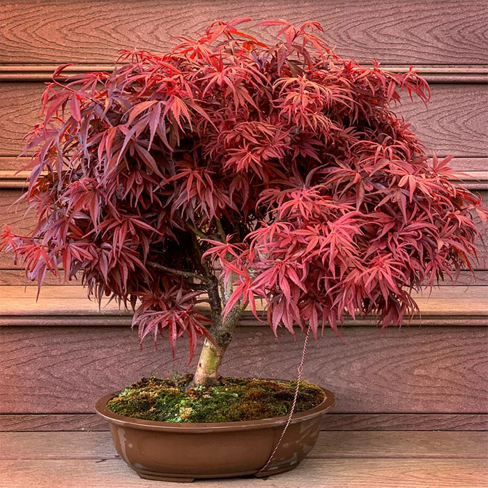 Bonsai japanese maple tree.