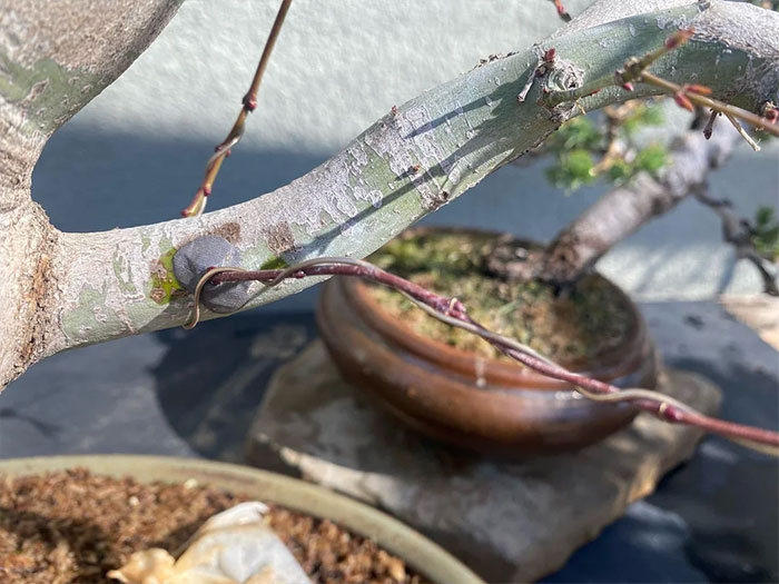 Photo of a grafted Japanese maple.
