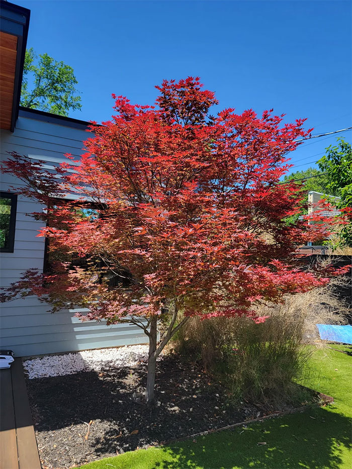 Bloodgood Japanese maple.