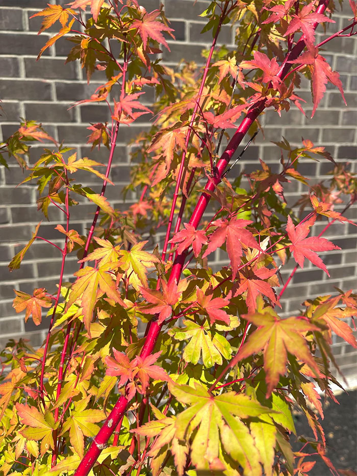 A Coral bark Japanese maple when the bark is reddish