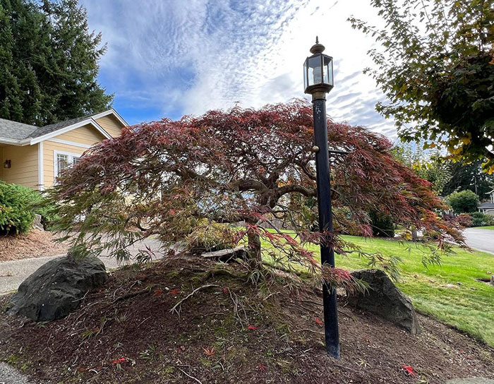Tamukayama maple tree as a bonsai tree.