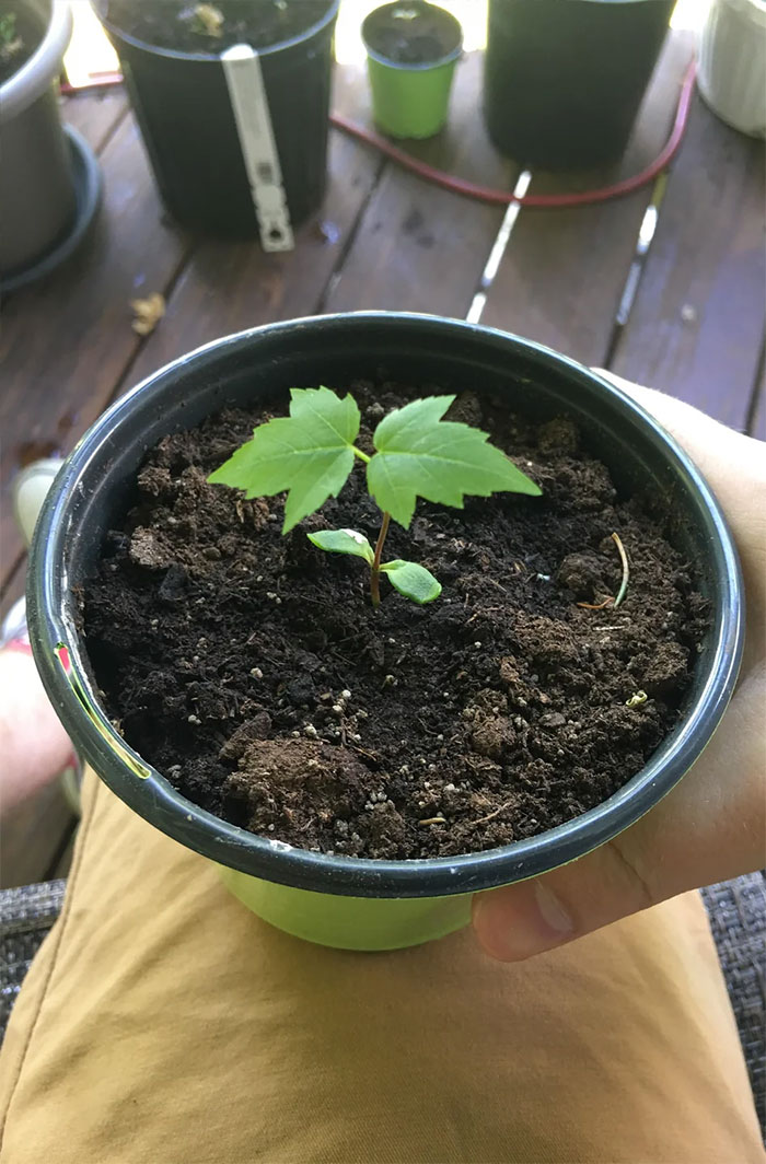 A growing Japanese maple tree.