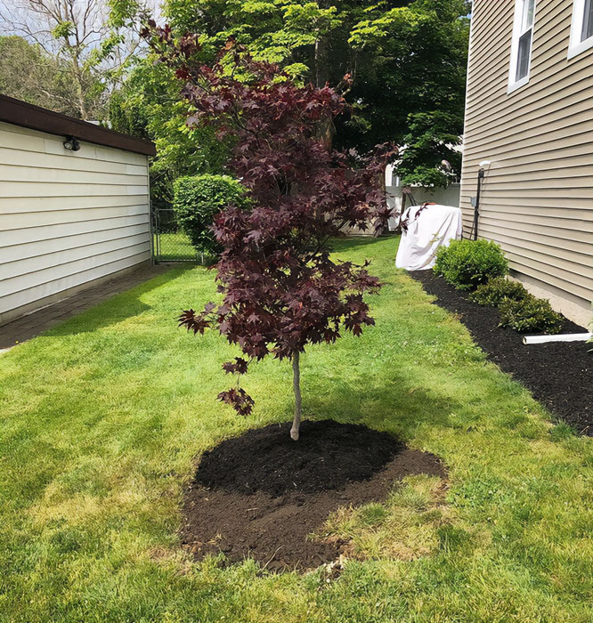 Freshly planted Japanese maple.