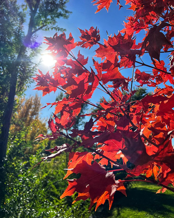 Photo of a japanese maple.
