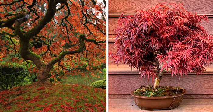 Japanese Maple Tree: Stunning Varieties and Care Tips