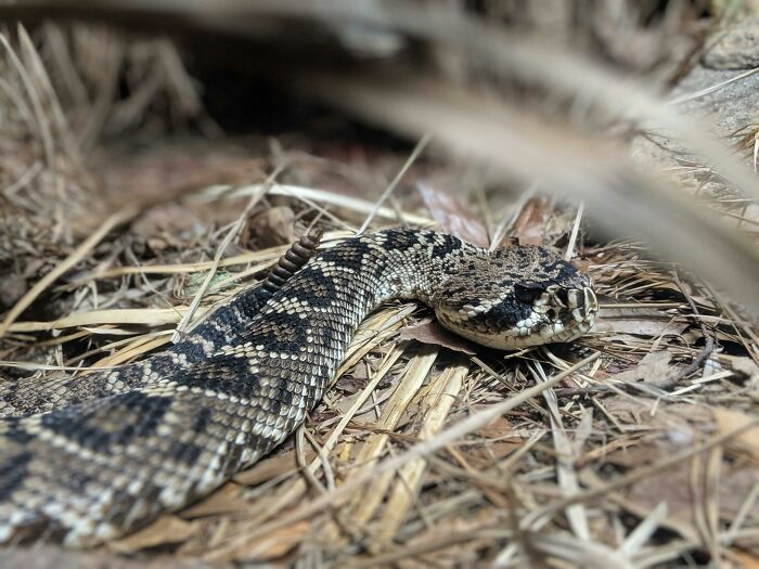 Neighbor's Children Continue To Play In Man's Yard, He Informs Them There&rsquo;s A Snake Somewhere