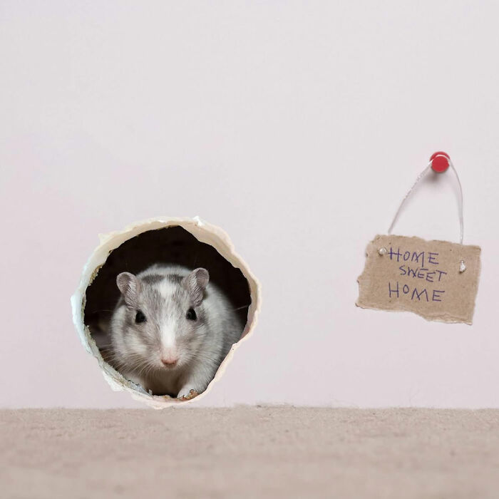 Mouse hole on the purple wall with home sweet home sign