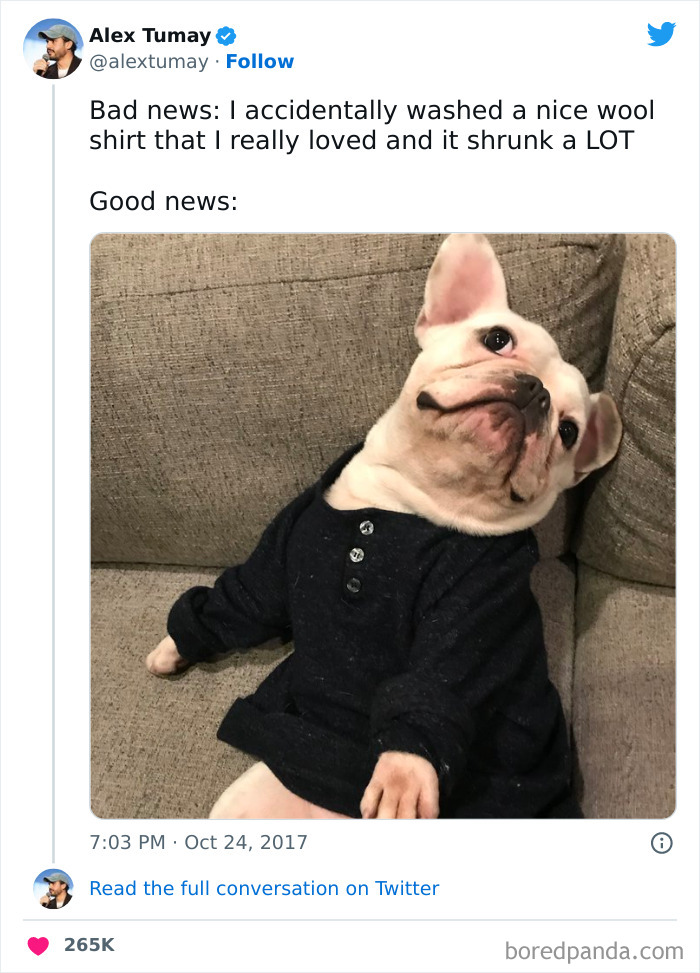 Funny meme of a dog wearing a shrunken shirt, perfectly capturing painfully relatable moments in everyday life.