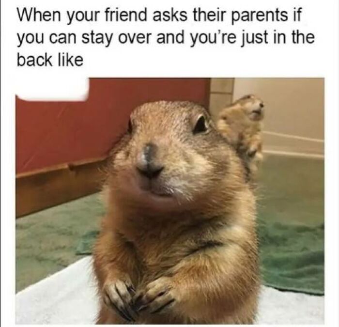 Funny memes featuring a prairie dog looking nervous and relatable about staying over at a friend's house.
