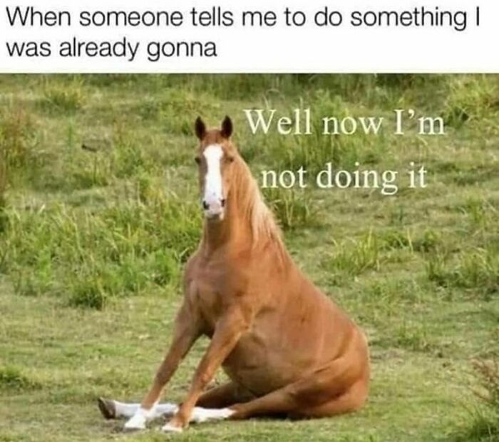 Funny meme showing a horse sitting awkwardly with text expressing relatable procrastination humor.