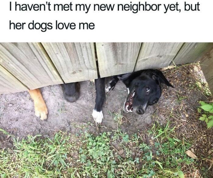 Funny meme of dogs poking heads through a wooden fence, showcasing a painfully relatable moment with pets.