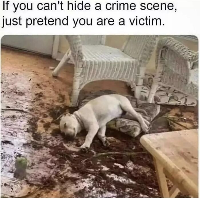 Laughing-At-My-Own-Memes