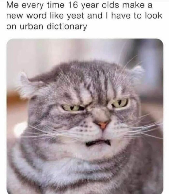 Grumpy gray cat meme about looking up new slang words, illustrating funny memes that feel painfully relatable.