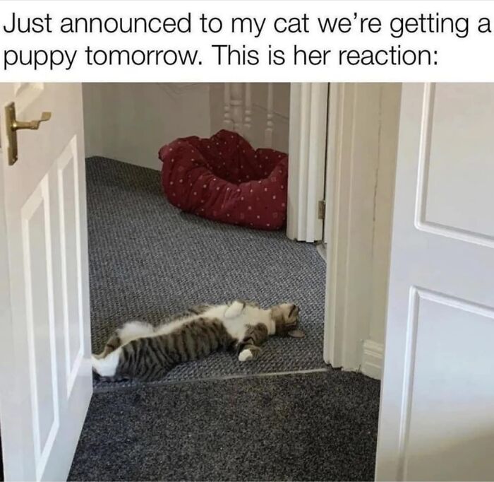 Laughing-At-My-Own-Memes