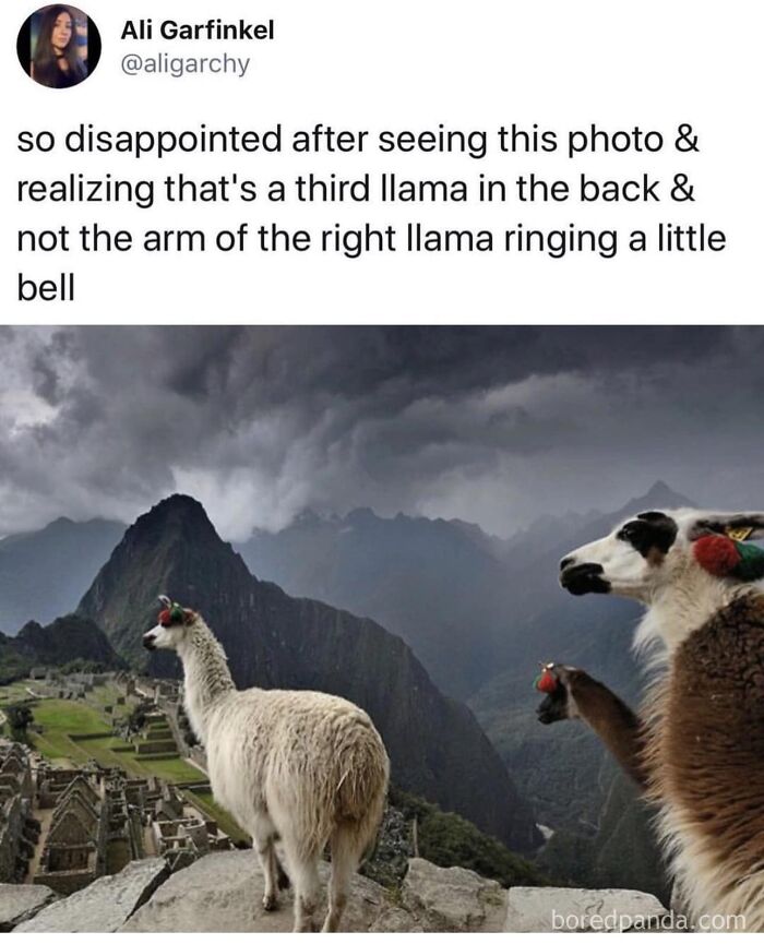 Funny meme with llamas at Machu Picchu, humorously highlighting a third llama mistaken for an arm, relatable and amusing.