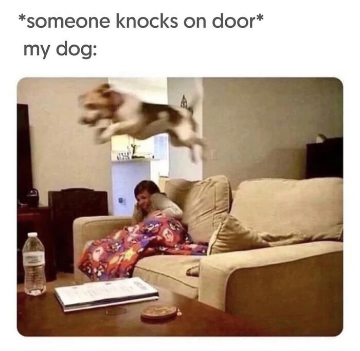 Funny meme showing a dog jumping off a couch as someone knocks on the door, capturing painfully relatable pet behavior.
