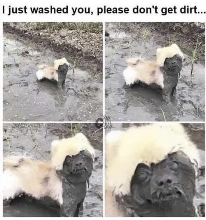 Small dog covered in mud standing in a puddle, humorously relatable meme about trying not to get dirty after being washed.